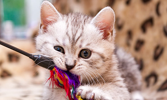 A relaxed cat at professional cat boarding