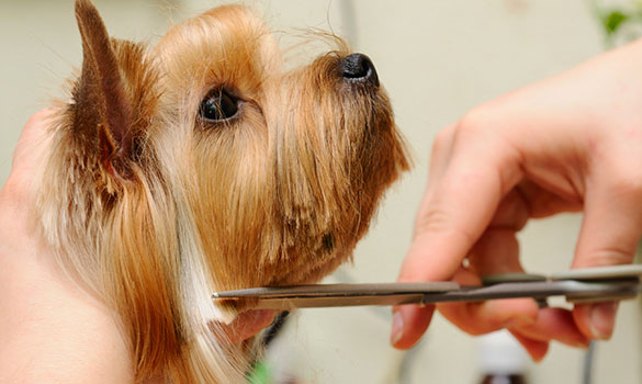 Professional pet grooming for dogs